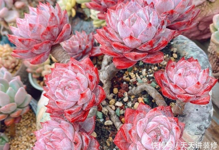 多肉粉蓝鸟和雪兔都非常的好养，那么哪个品种更适合阳台养护呢？