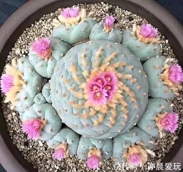 这5种植物，冬天一定要“断水”，一浇一个死，管住手