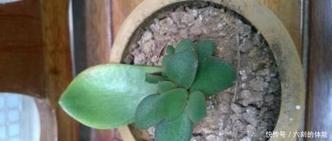 吴大妈把叶子“插花盆”,5年后,养成花树,开满花,清新又漂亮!