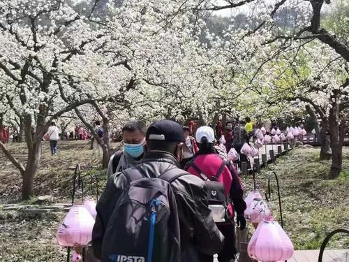 千山梨花绽放 这几处赏花地不能错过