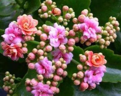 长寿花茎杆长了“气生根”,明白这些事,不再“脑袋疼”!