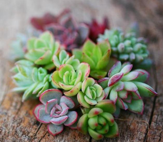 小窍门|黄金秋季,养多肉可以大干一场,教你繁殖小窍门,一盆变百盆