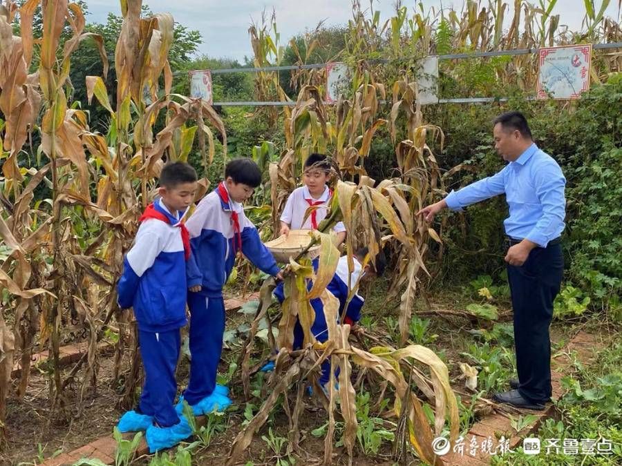 仲宫|摘花生、掰玉米，济南仲宫二仙小学劳动教育“收获金秋”