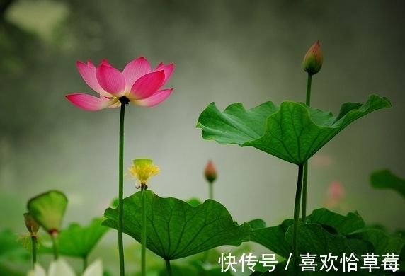 财源|8月19日开始，4属相时来运转，桃花朵朵，财源滚滚，生活无忧