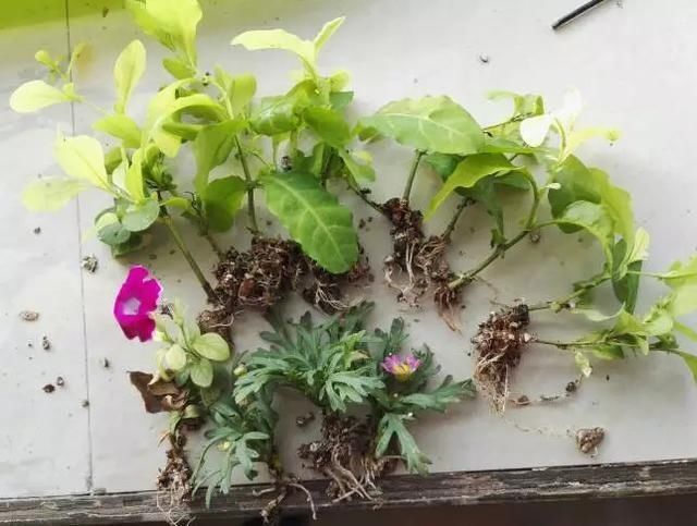 趁天|4种“残花梗”,趁天热赶紧剪,插土里10天生根,很快爆芽