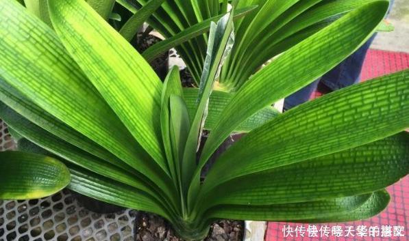 君子兰不长出花箭、开花怎么办?掌握3技巧,接连不断地开花