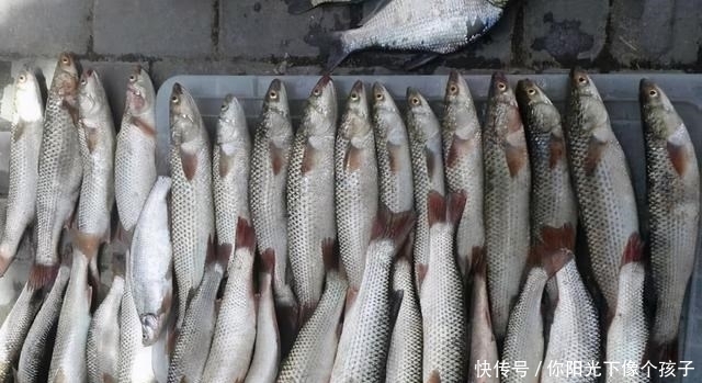 香港河道乌头鱼泛滥,钓鱼人:不需要技巧,随便钓几十斤