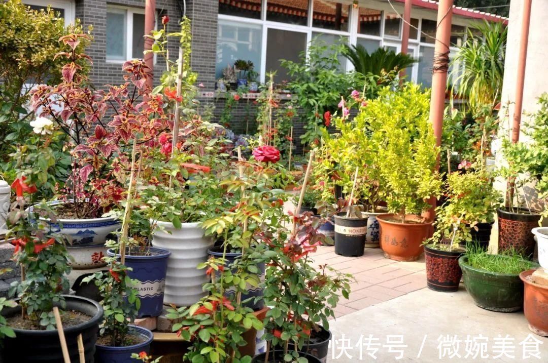 显摆一下我的家丨花开香满院，爱花人在自家庭院建小花园