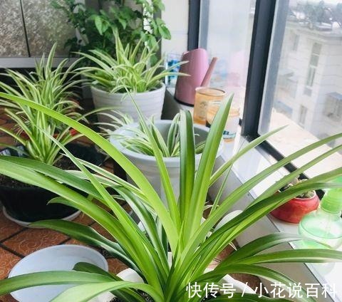 吊兰叶片细长易折断改正几个“小动作”,叶片绿油油,疯长不停!