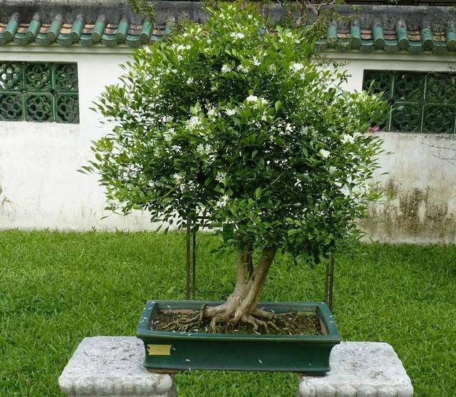 九里香|阳台养一盆它,比桂花栀子花还香,教你“3招”,长成盆景开满花