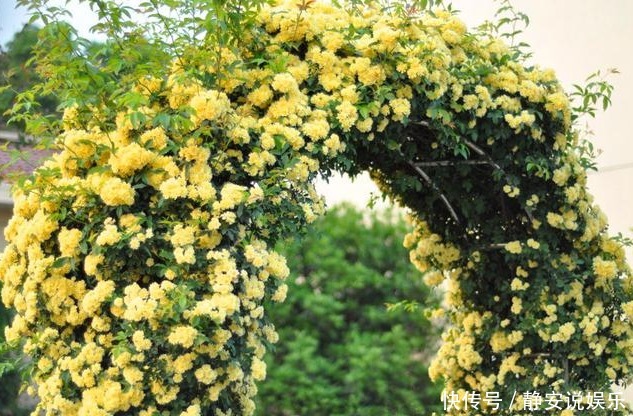 “3种花”养家里,1盆顶“5盆”,好养又好看,香气飘满屋!