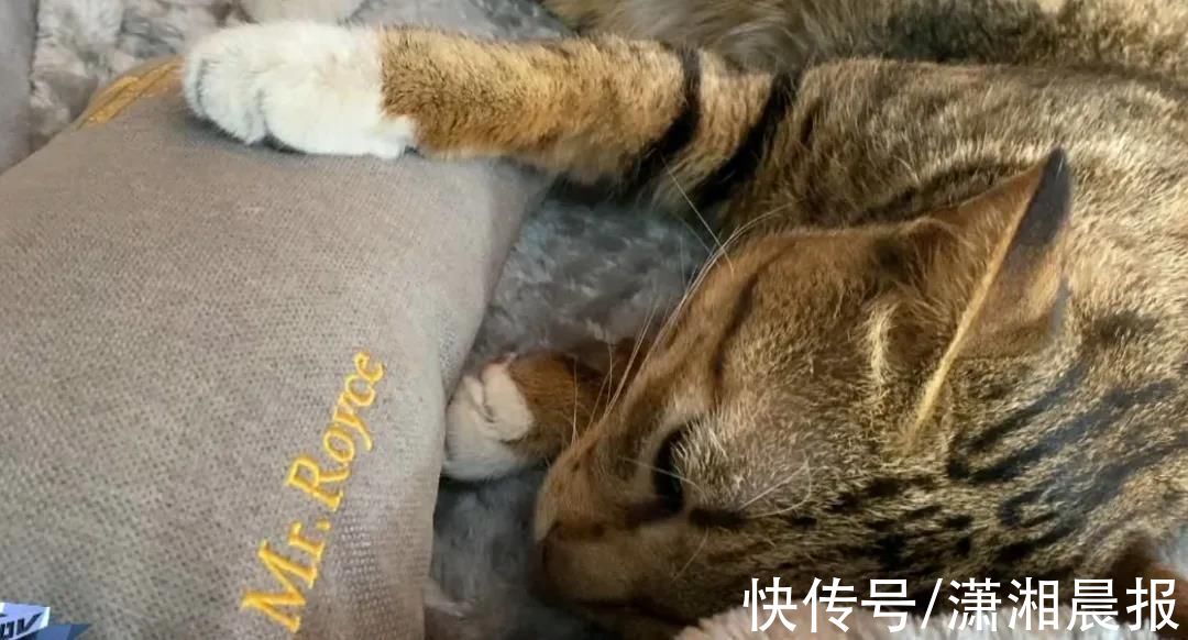 狂犬疫苗|广州一流浪猫被五星级酒店收留，网友：凭实力找到长期饭票