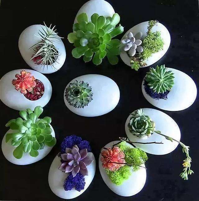 称赞|她从不买“花盆”，种出来的花却美的让人称赞，朋友都来向她学习