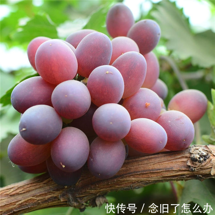 好食物吃出好身体,3种食物轮流吃,减肥瘦身,预防肥胖,好处多