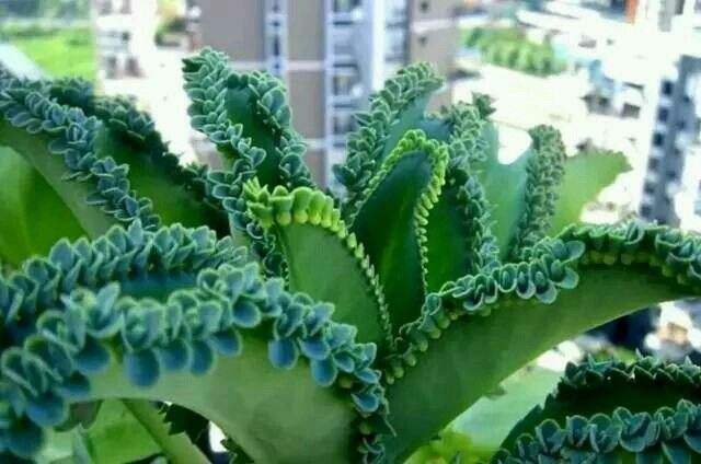 容易爆盆的几种花,生长茂盛还好养,新手花友的福利来了