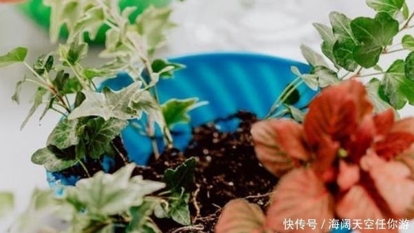 养花人的五大通病,只要占了三条,就已经是个资深的花迷了