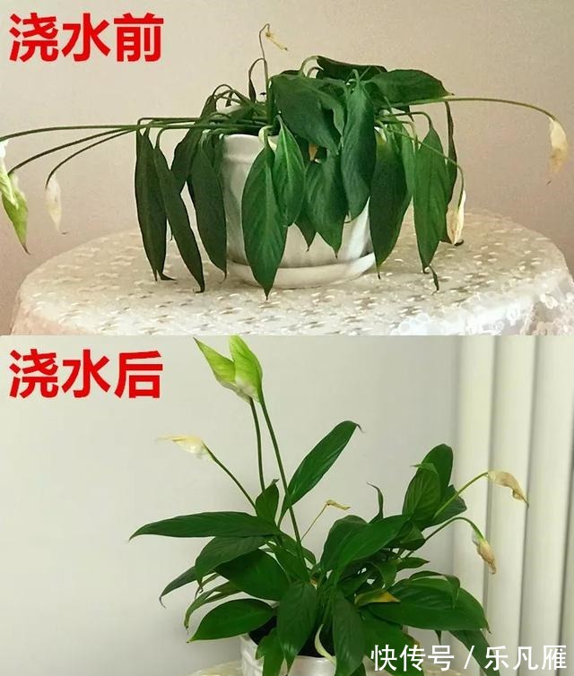 养花技巧快死的花,剪一刀立马活,还能再开花!