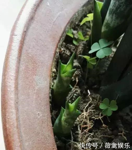 虎尾兰盆里加点2种“液体”，新芽不断，叶子挺拔，开花特香！