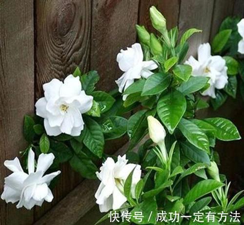 栀子花总黄叶给它喂点酸水,叶子返青绿油油