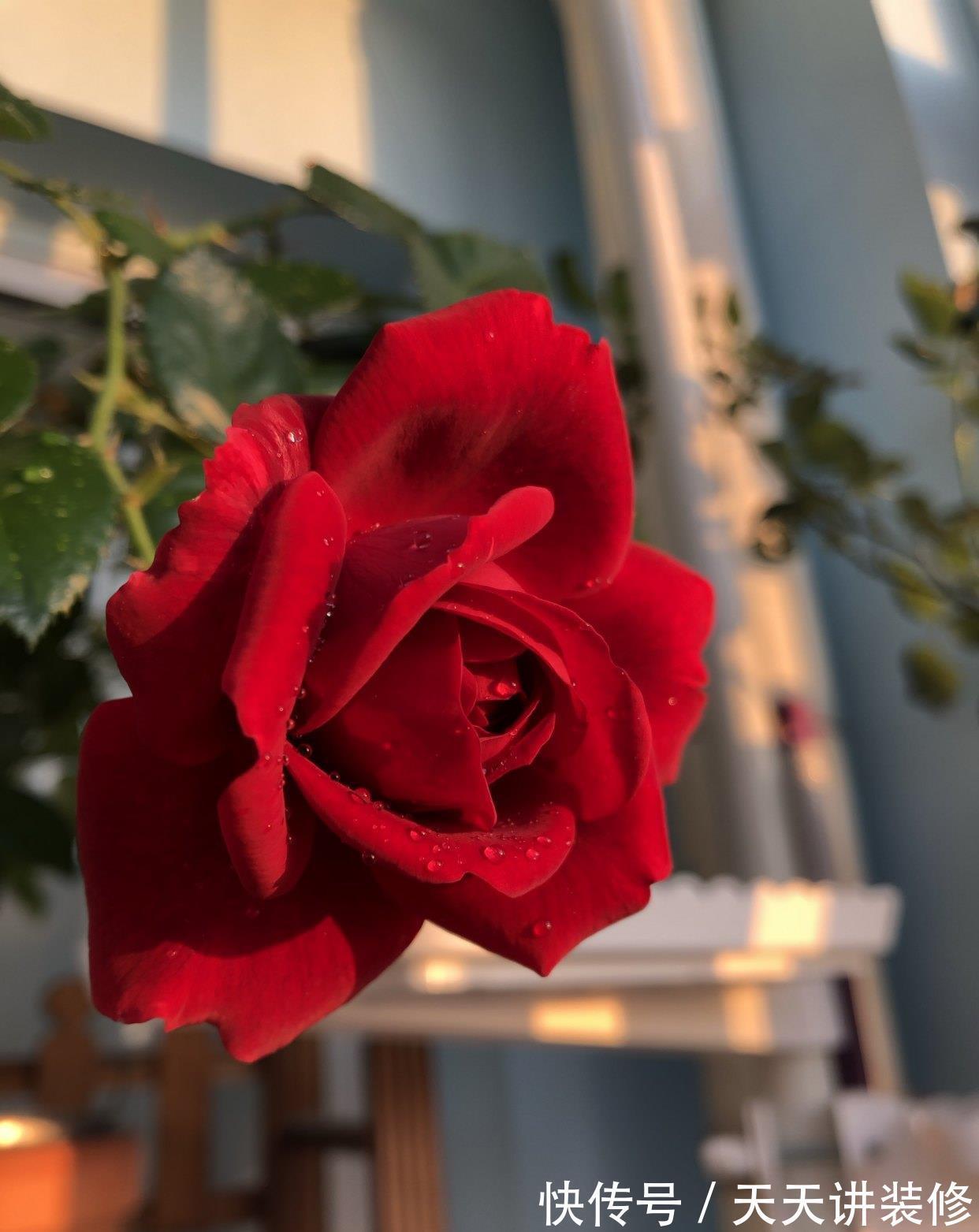 丰花|月季花界的“天使”,又美又香,丰花勤花,皮实好养,阳台也能养
