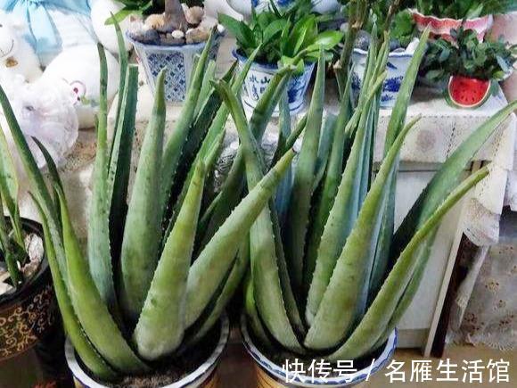 悬念|芦荟年年“满小崽”，到底怎么养，做好4点，爆盆毫无悬念