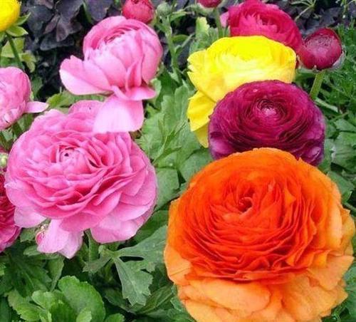 冬天养花:浇水有技巧,掌握4个要点,不黄叶不烂根,啥花都能活