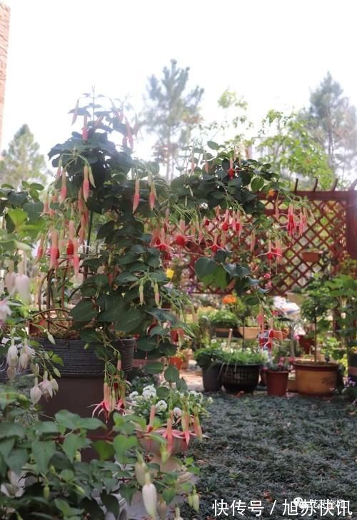 花期|“最累”的8种花,花开连续几个月,一次开花几百朵!