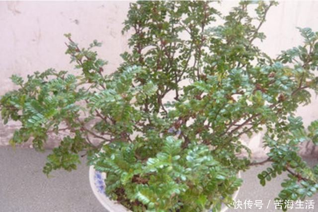 这4种植物是“蚊子克星”,随便在卧室摆一盆,夏天“不用愁”