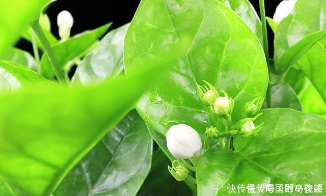 茉莉花马上就要进入花期，学会几个养护技巧，枝繁叶茂花开爆盆