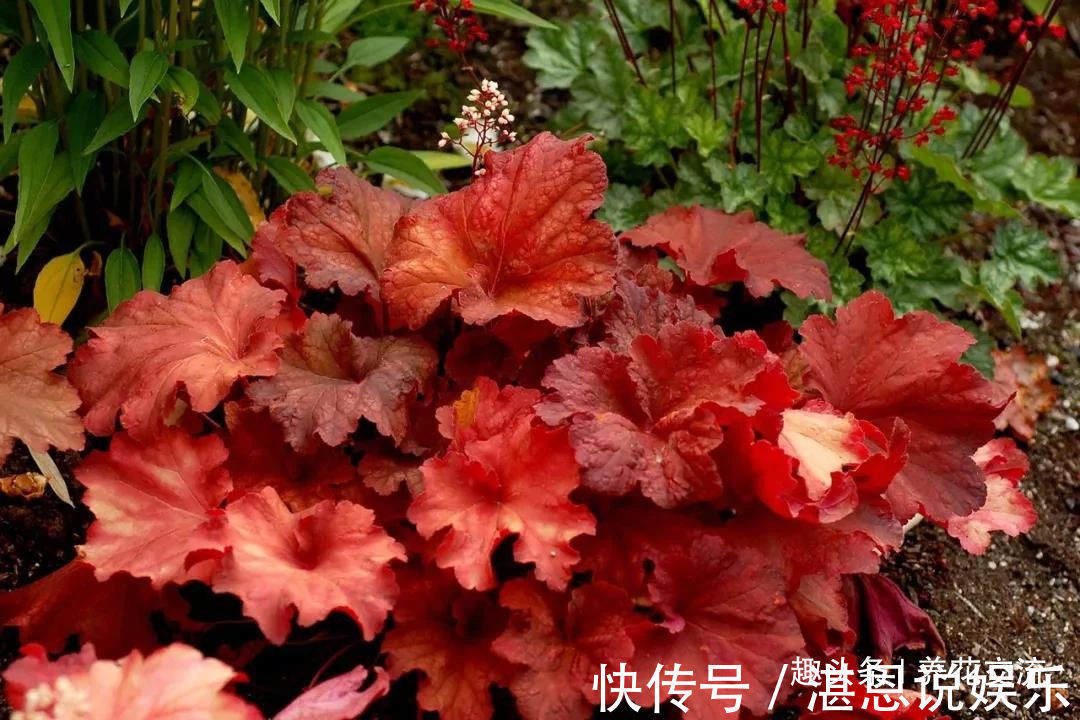 树荫下必不可少的11种耐阴植物，能开花，能观叶，看你选哪种