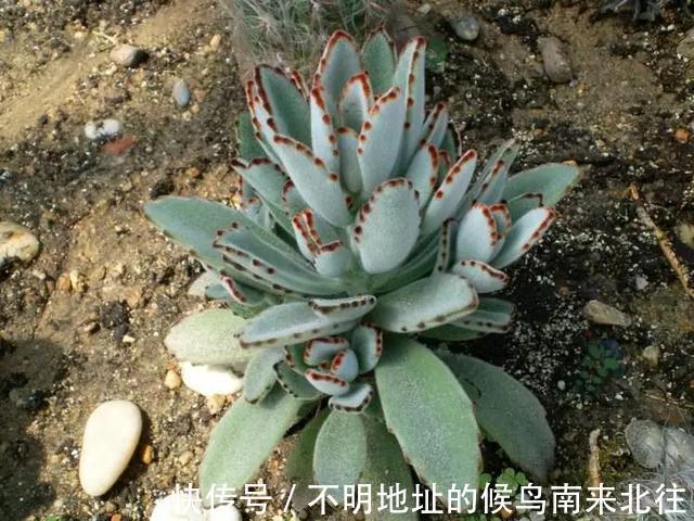 60种多肉图鉴及养护要点，1分钟学会，超全超实用！
