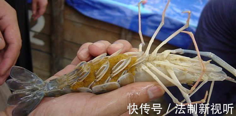 珠江|大虾入侵珠江,有人钓起一只发现满腹虾卵,这是要开始繁殖?