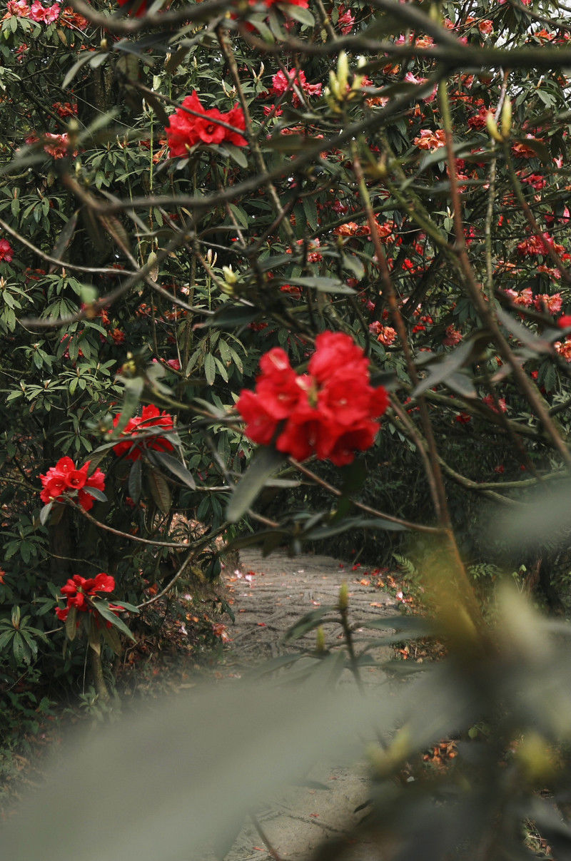 ［百里杜鹃］花开百里，只为遇见你