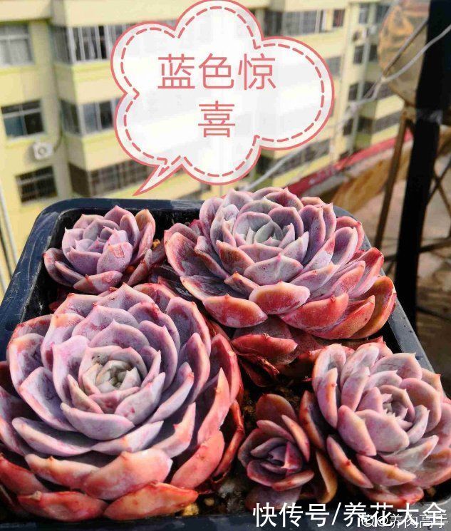 春天的多肉,长成一把大大扇子,看着就是爽