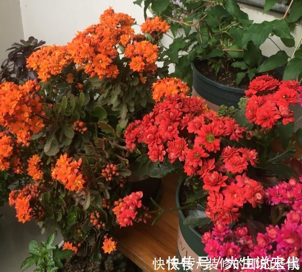 让长寿花开花，做好“两点”，叶子又绿又壮，花苞多开花快