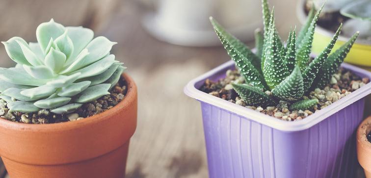 新手种植多肉要记住这些,多肉种不活的原因