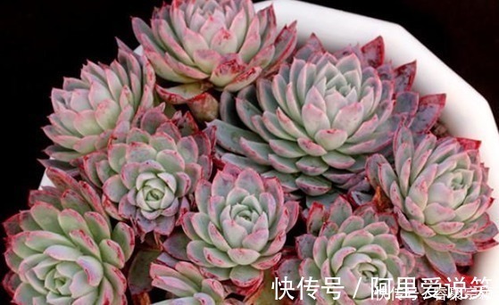 光照|不容错过的8款粉色系多肉,颜值高好养护,仙气十足,适合新手!