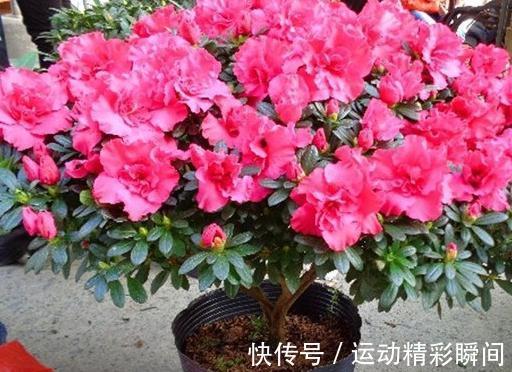 越来越多的人舍弃西洋杜鹃，却爱养四季开花的它，低维护是重点