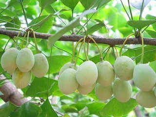 银杏树|此种不起眼的果子,有祛痰、止咳、润肺、定喘等功效,你值得拥有