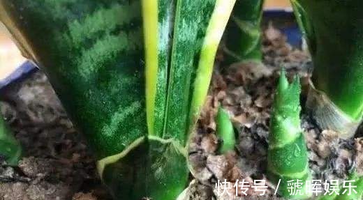 华友们|打开虎皮兰这个神秘机关,疯狂冒芽摁不住,简直把盆撑炸!