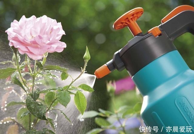 这5种植物，冬天一定要“断水”，一浇一个死，管住手