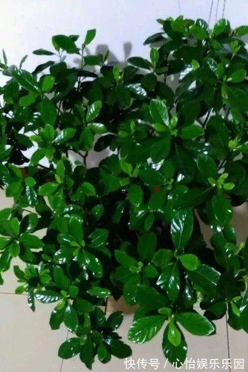 植株|栀子花养不好可能不是你的问题，挖开花盆看“这里”，你就明白