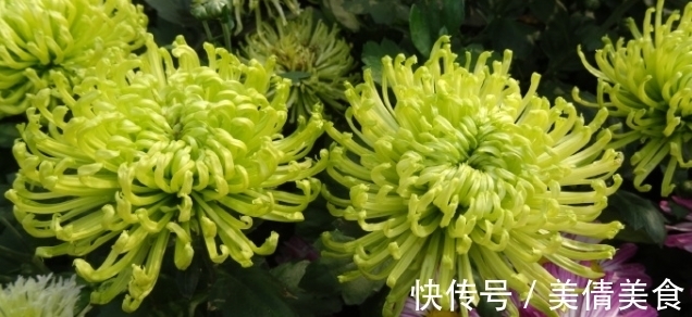 绿安娜|喜欢菊花,不如养盆优良名菊,“绿安娜”,似绿水秋波,优雅美丽