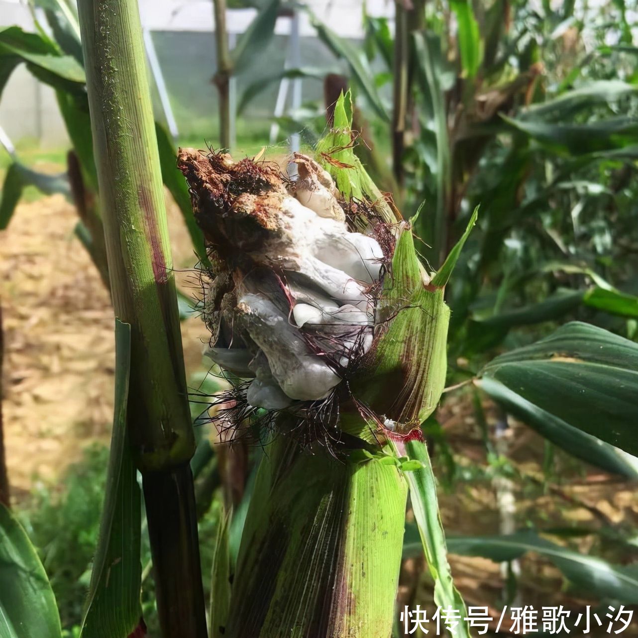 以为是青蛙!他打开玉米惊见“黑色物体”,内行网友:是“松露”