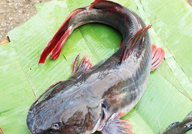 塘鲺|“它”经常被人错认,已泛滥成灾,且不能食用