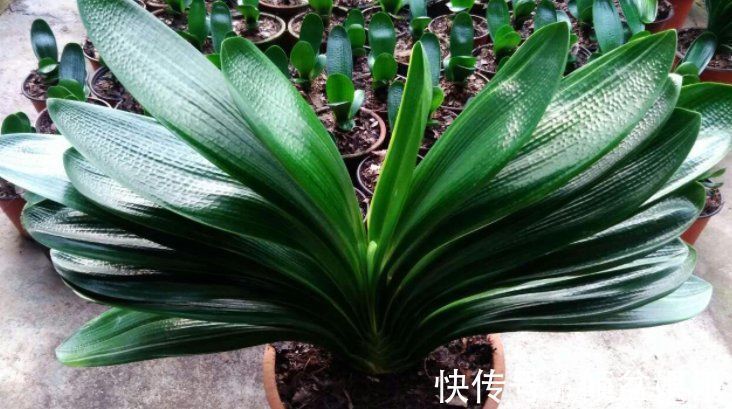 闷根|养君子兰有“六怕”，你知道吗？新手一定要避开