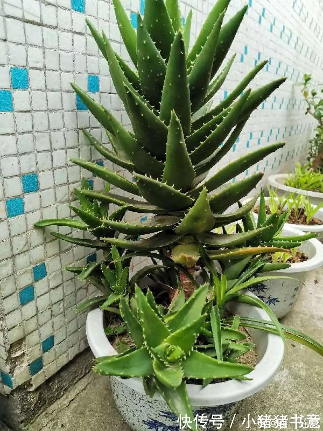 超好养的18种植物,第一名竟然是它!绿萝只能排倒数