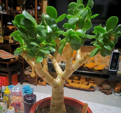 枝条|一年四季这么养玉树，枝叶庞大碧绿，寿命长，变成老桩更漂亮