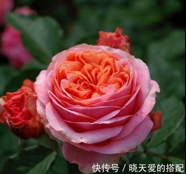 宣传图|为什么我辛辛苦苦种出来的月季，开花和宣传图不一样呢