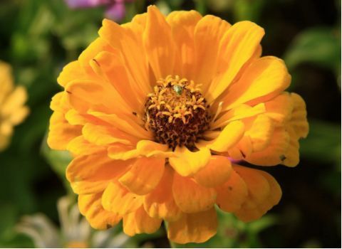 养花试试这几款，客厅养1盆，满屋飘香，庭院养，十里飘香